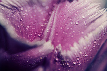 Grunge Purple Tulip Macro