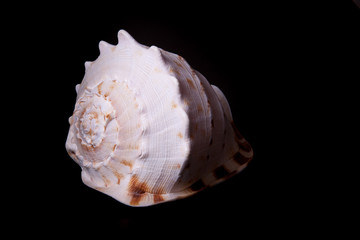 sea shell on black