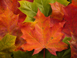 Fall leaves background