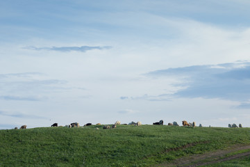 Fototapeta na wymiar A flock of goats grazing in an open field