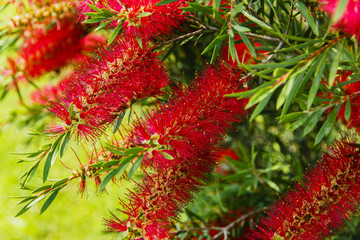 callistemon red flower like a brush