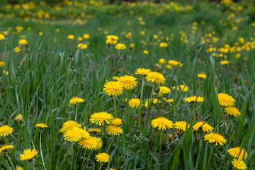 dandelion in green grass