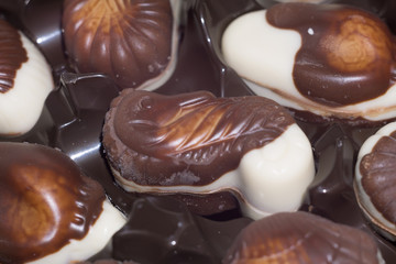 Seashell Candies