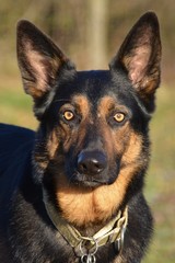 Deutscher Schäferhund