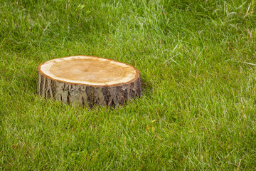 Stump tree plant on green field