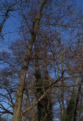 in forest
