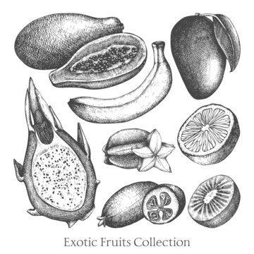 Vector collection of ink hand drawn exotic fruits sketch for kitchen and restaurant design. Vintage colorful tropical fruit illustration for vegetarian food.