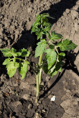 Tomato seedling