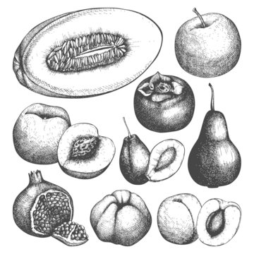 Vector collection of ink hand drawn fruits sketch for kitchen and restaurant design. Vintage colorful fruit illustration for vegetarian food.