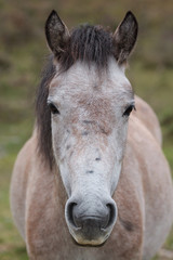 Obraz na płótnie Canvas photo of a grey pony 9848