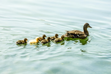 Family of ducks in the lake with only one yellow duck 