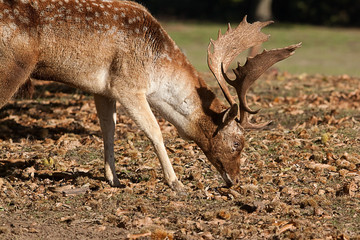 Close up of a grazing buck 10019