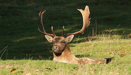 Buck sitting in hollow 10079