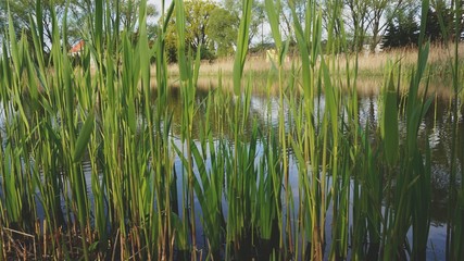 Schilf am Teich
