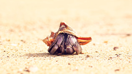 Hermit Crab