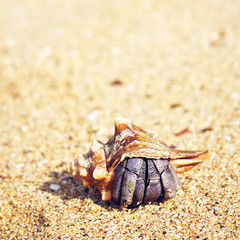 Hermit Crab
