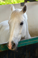 Obraz na płótnie Canvas White horse in a stable
