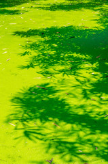 bamboo leave shadow on green pond