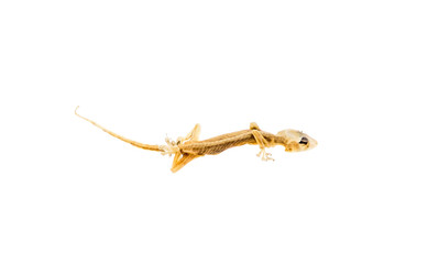 dry dead lizard isolated on white background