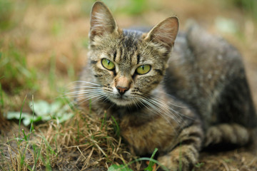 striped cat