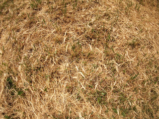 Top view of dry grass in the meadow