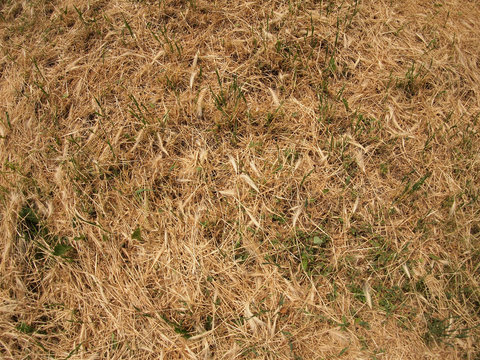 Dry grass in a meadow
