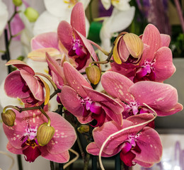 orhid flowers