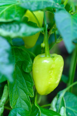 Green pepper on branch