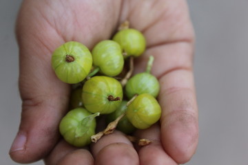 Gooseberries in the children's palm.
Child holds in the palm green gooseberries.