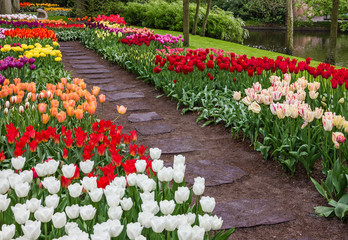 Tulips in park Keukenhof - flower garden in Europe, Holland.