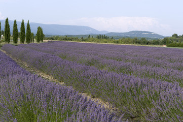 Lavendelvelden in de Vaucluse