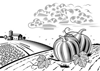 Pumpkin harvest landscape black and white