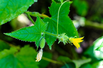 cucumber plant