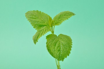 lemon balm,(Melissa officinalis)
