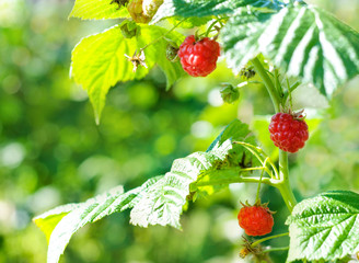 Raspberries. Growing Organic Berries closeup. 