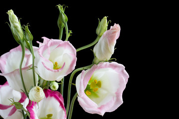 Fototapeta premium Beautiful bunch of lisianthus flowers on black