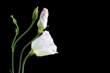Beautiful lisianthus flowers on black