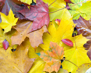 Naklejka na ściany i meble autumn foliage background
