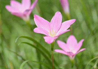 Pink lilies With soft green background