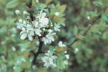 Naklejka premium Springtime