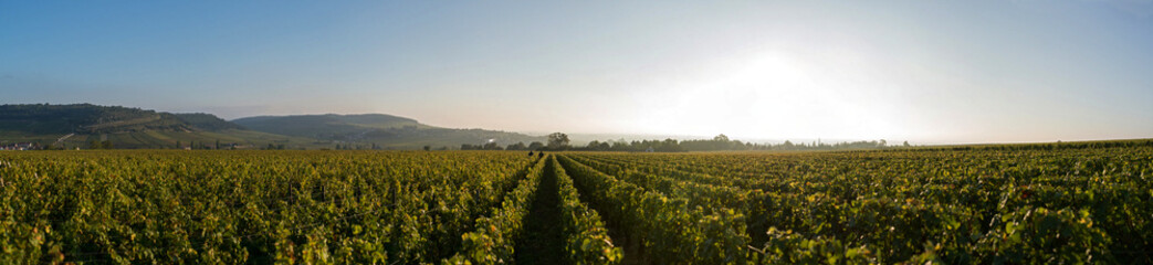 Fototapeta na wymiar two men walking in the line of the vineyard in Burgundy