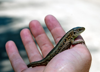 lizard on hand