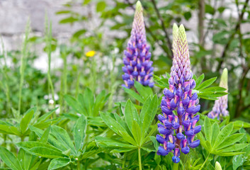 lupinus