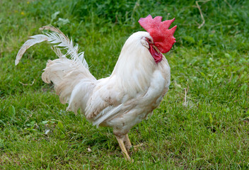 portrait of cock