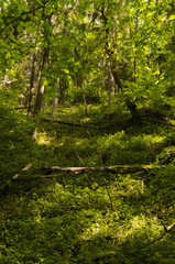 padano tribes in the forest under the influence of time