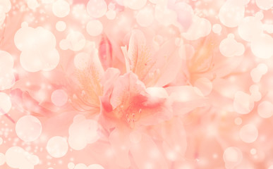 Fototapeta premium Piękne różowe kwiaty w tle