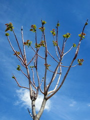 tree buds in spring with blue sky