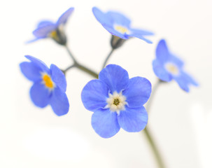 Forget-me-not Victoria Blue Flower Isolated on White - Powered by Adobe