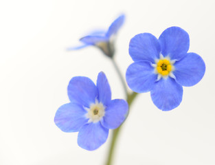 Fototapeta na wymiar Forget-me-not Victoria Blue Flower Isolated on White