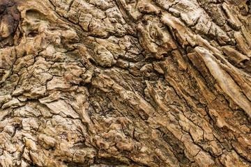 Tree bark texture